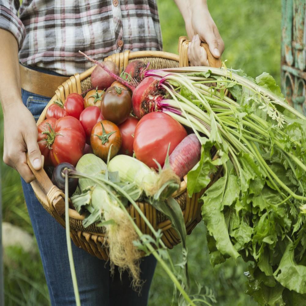 Les L Gumes Les Plus Faciles Cultiver Dans Son Potager Femmes D