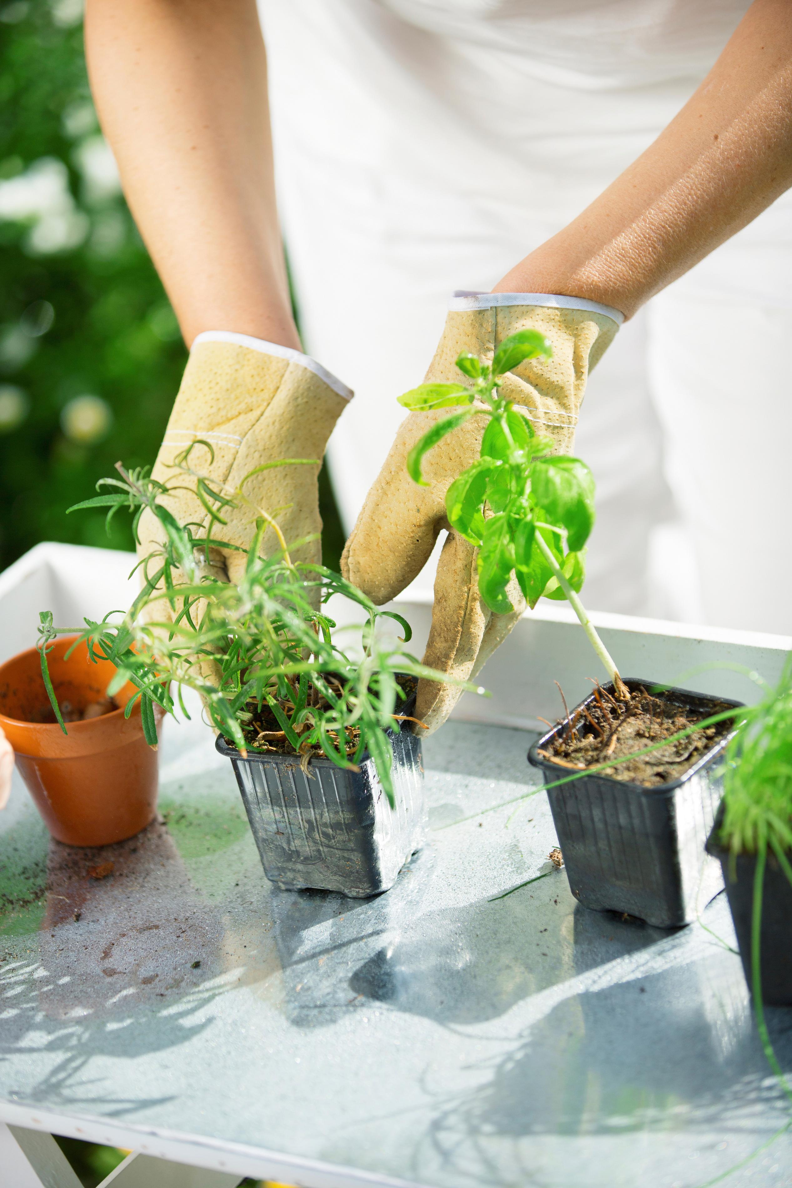 10 plantes aromatiques à cultiver dans son jardin Femmes d Aujourd hui