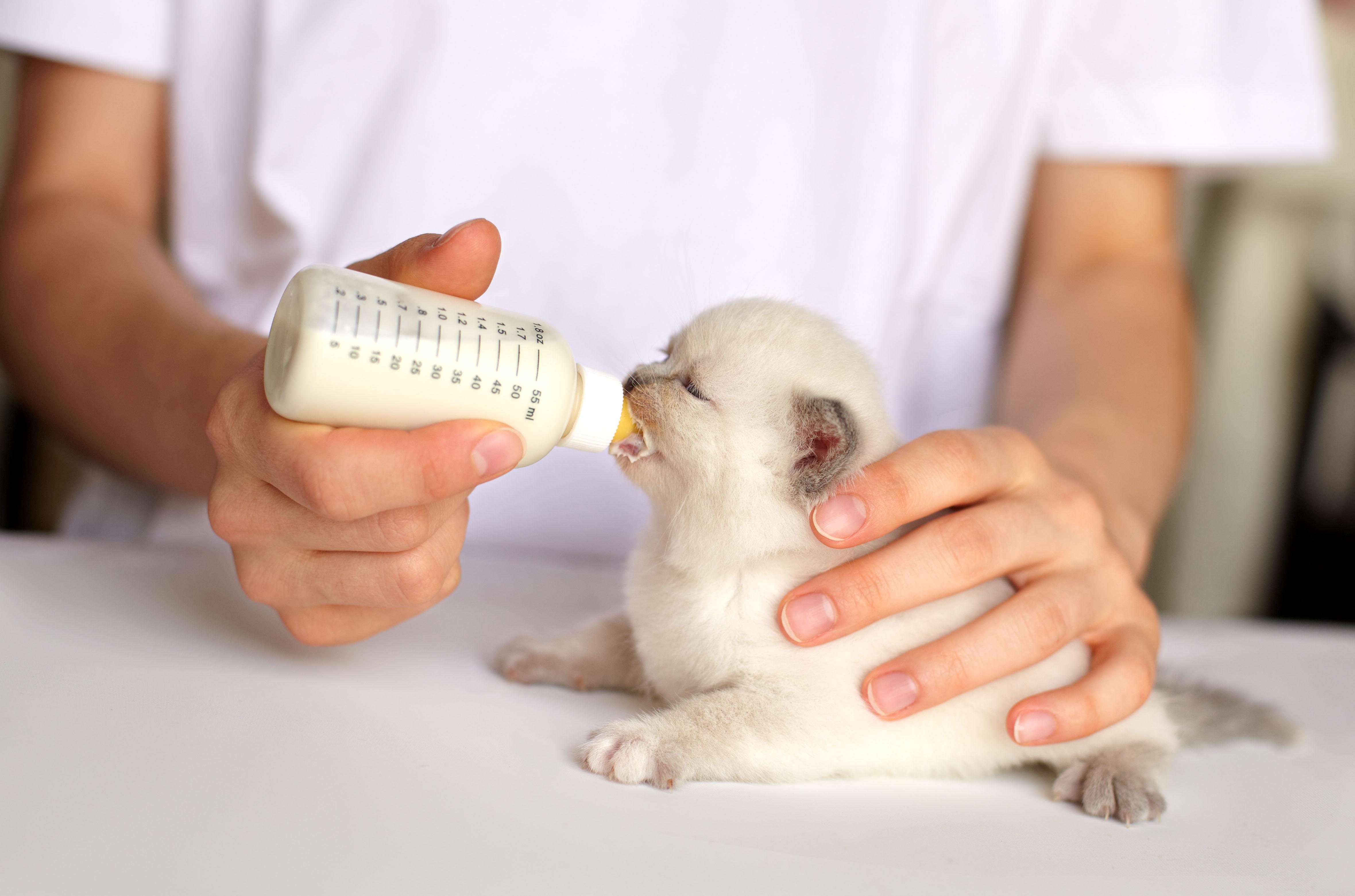 La SPA recherche des bénévoles pour s occuper de chatons