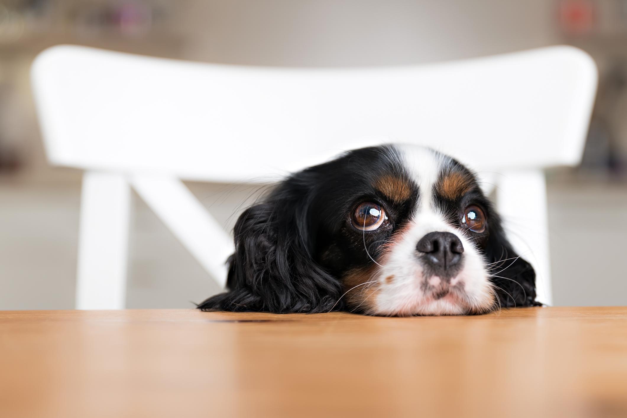 Votre Chien Vous Manipule Du Regard C Est Scientifiquement Prouv