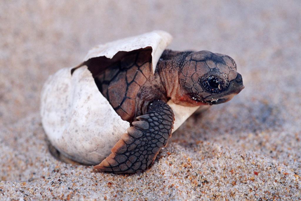 Des centaines de bébés tortues naissent sur des plages désertées