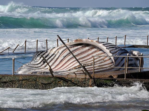 Australie Le Cadavre D Une Baleine Retrouv Dans Une Piscine