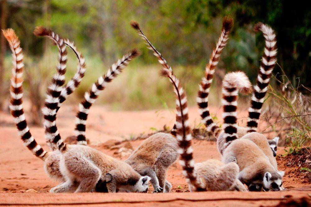 A Madagascar les lémuriens et leur forêt menacés par le braconnage