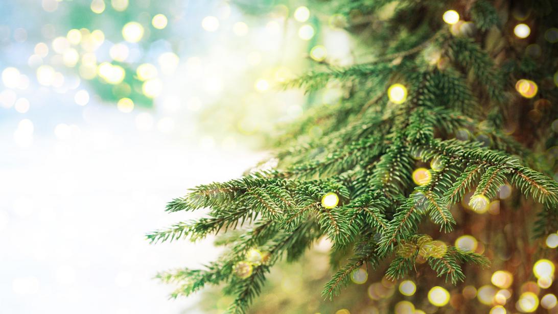 Dankzij deze tips verliest je kerstboom zijn naalden minder snel Dankzij deze tips verliest je kerstboom zijn naalden minder snel