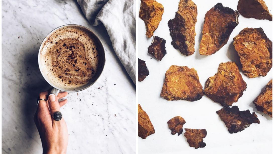 Le Chaga, ce champignon qui vous veut du bien Le Chaga, ce champignon qui vous veut du bien