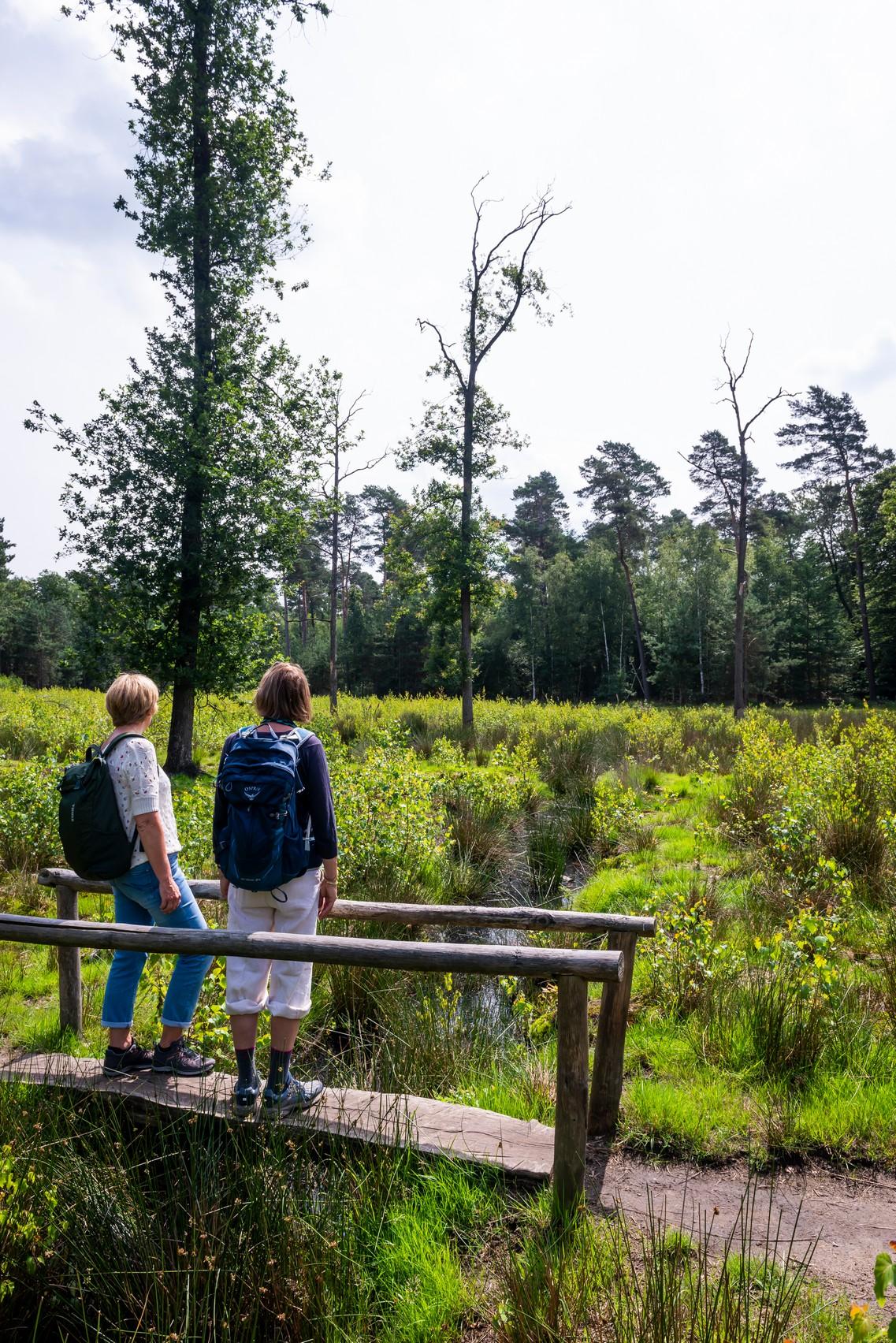 De Bruggeskeswandeling In Ravels Wandelen Door De Bossen Libelle