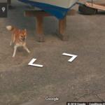 Buzz Ce Chien Adorable S Incruste Sur Les Photos Google Street View