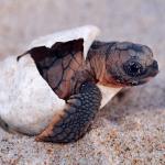 Des centaines de bébés tortues naissent sur des plages désertées