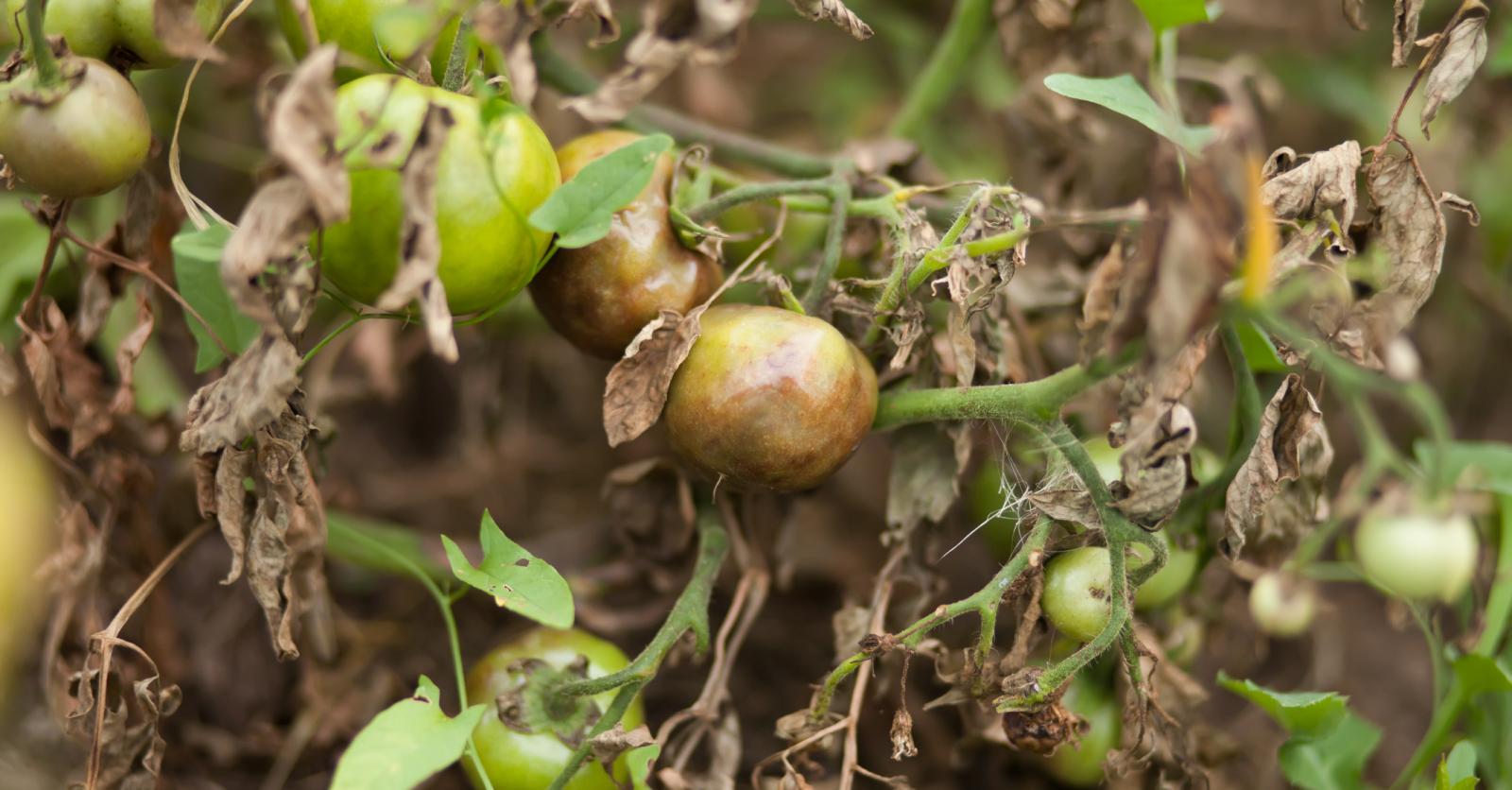 Tomatenplaag Voorkomen Hoe Te Herkennen En Bestrijden Libelle