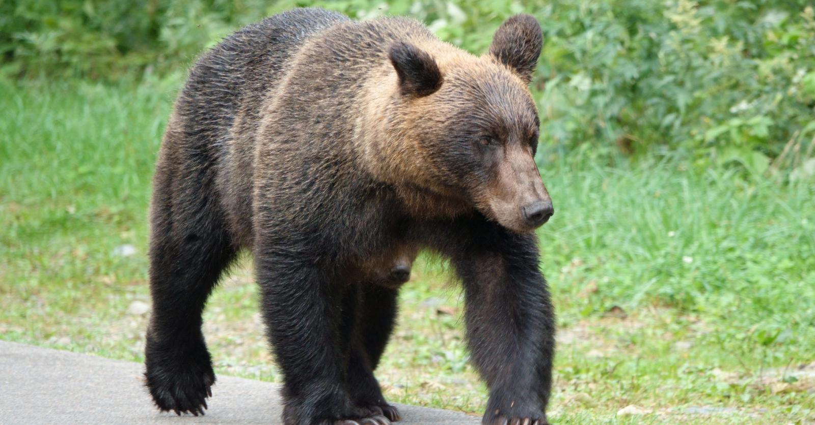 Un Japonais D Couvre Un Ours Dans Son Salon Une Rencontre De Plus En