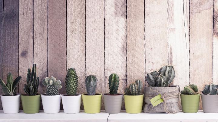 Tips van een expert: zo komen je planten de winter door Tips van een expert: zo komen je planten de winter door