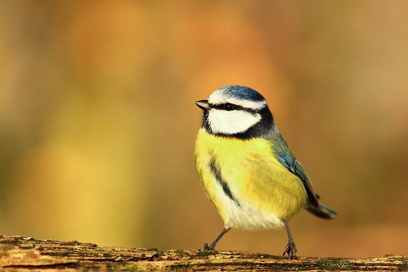 Natuurpunt De Torenvalk Ben Ardooie En Vzw Beoes Tonen En Tellen Samen