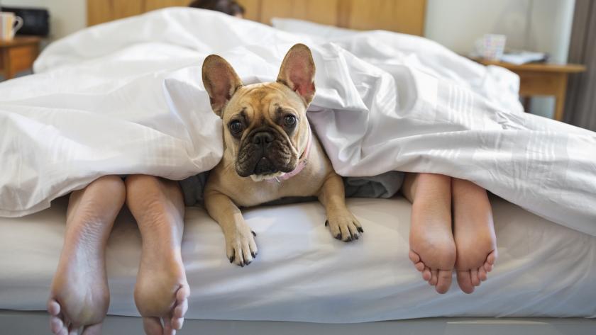 Le Chien Est Devenu Un Membre Part Enti Re De La Famille Jusqu