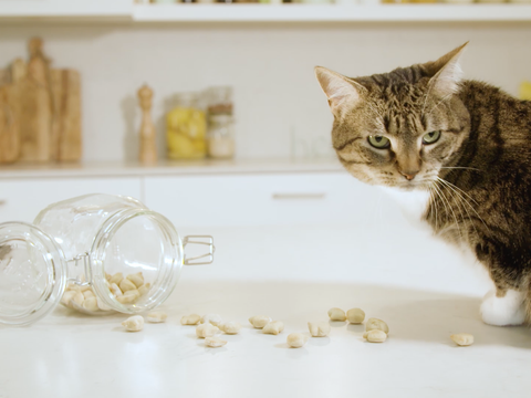 Kattenkoekjes