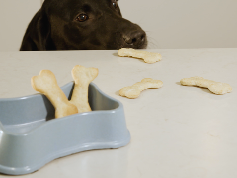Hondenkoekjes