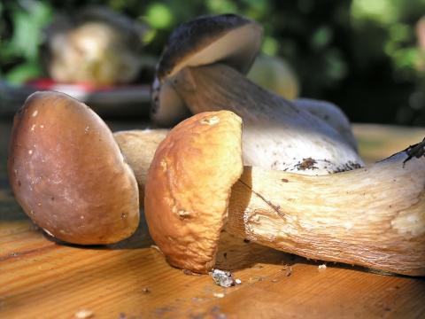 cèpes