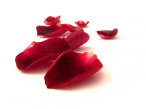 pétales de rose