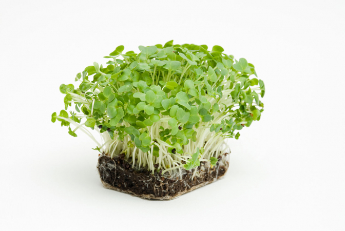 Tuinkers