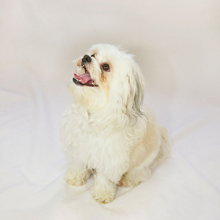 Le bichon