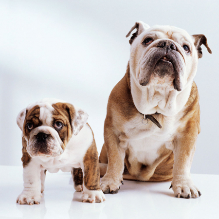 Le bouledogue anglais
