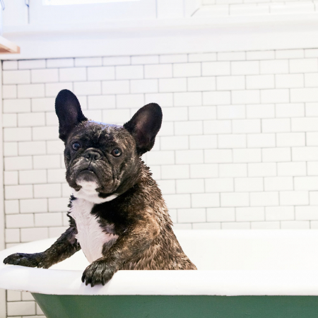 Le bouledogue français