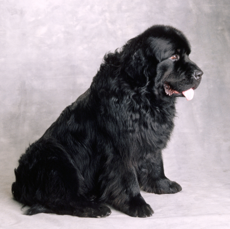 Le newfoundland