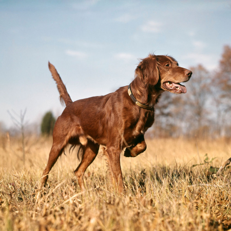 Le setter irlandais