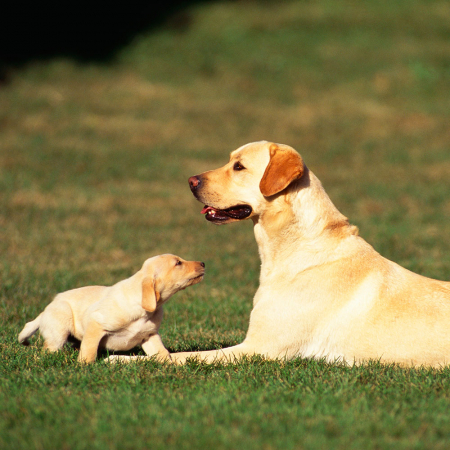 Le labrador