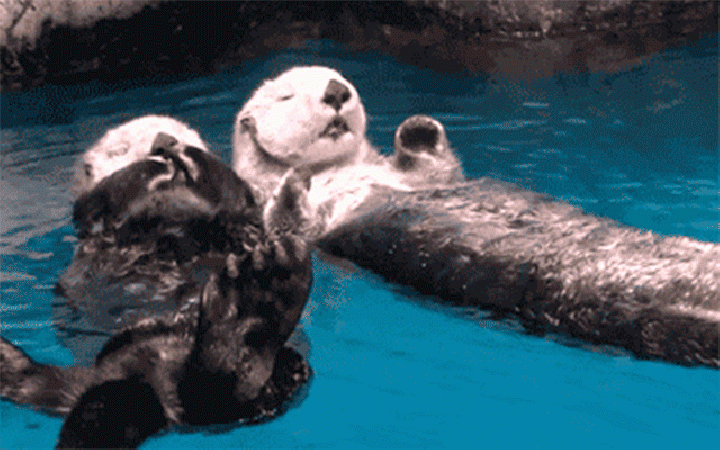 1. Otters houden elkaars handen vast wanneer ze slapen. Zo drijven ze niet uit elkaar.
