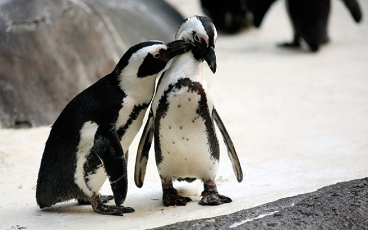 5. Pinguïns blijven hun leven lang bij dezelfde partner.