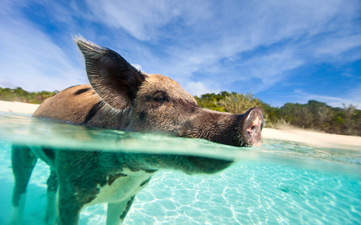 10. Er is een onbewoond eiland in de Bahama’s dat Pig Beach heet en waar de hele tijd varkentjes rondzwemmen.