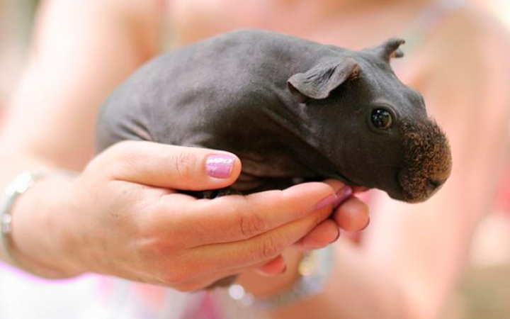 15. Wanneer je een cavia scheert, ziet hij er een beetje uit als een nijlpaardje.