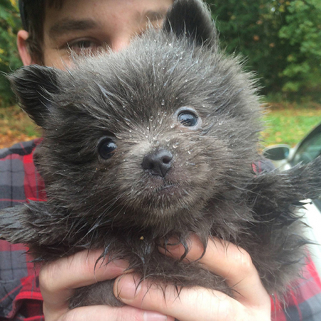 Lennonsi Vêtement Dhalloween Pour Chat Ou Chien En Peluche