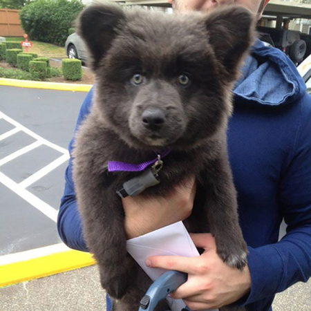 26 Chiens Trop Mignons Qui Ressemblent à Des Peluches