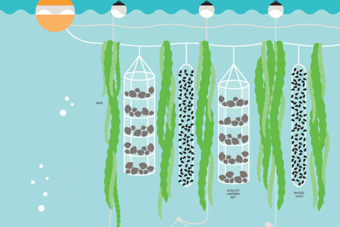 GreenWave 3D Ocean Farm
