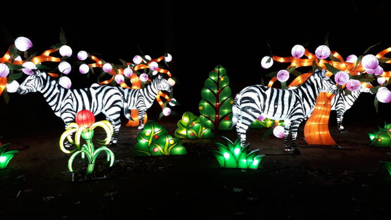 Admirer l’art chinois des illuminations pendant China Light ZOO