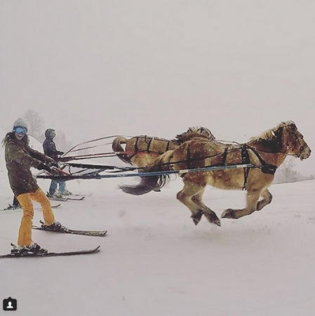 Le ski Joëring