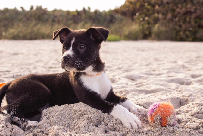 Adopter un chien