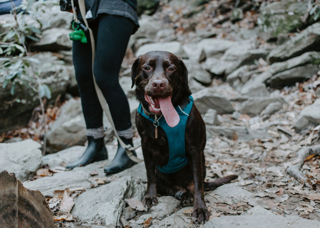 6) Maître-chien