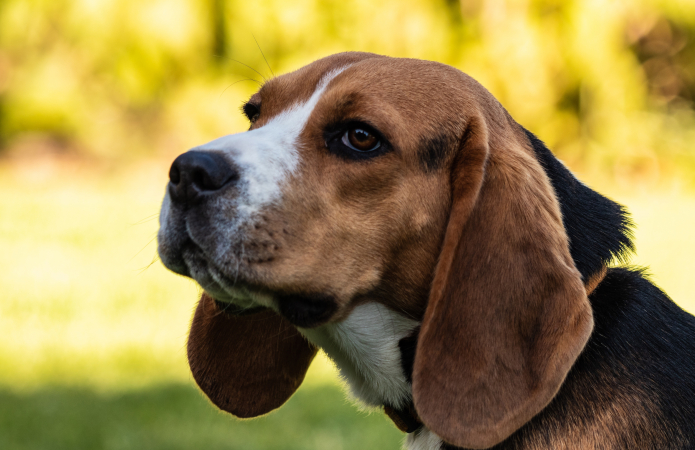 Boogschutter (23 november – 21 december): beagle