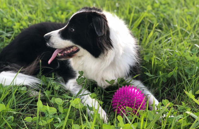 Maagd (24 augustus – 23 september): border collie