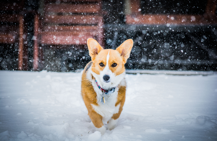 Stier (21 april – 21 mei): corgi