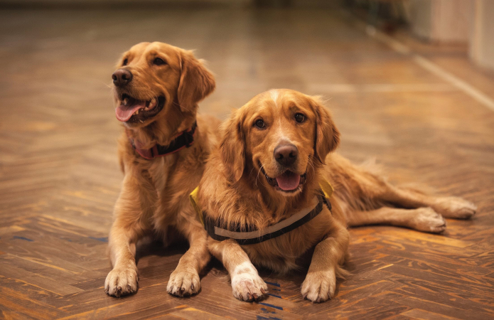 Steenbok (22 december – 20 januari): golden retriever