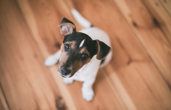 Tweelingen ( 22 mei – 21 juni): jack russell