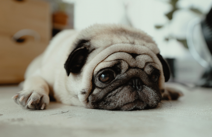 Kreeft (22 juni – 22 juli): pug