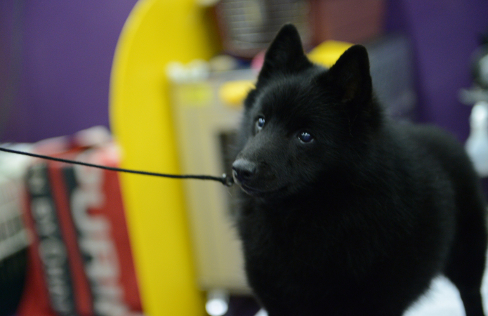 Schorpioen (24 oktober – 22 november): schipperke