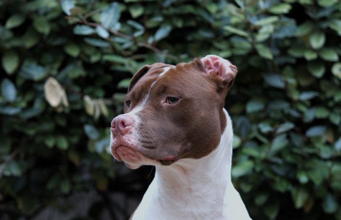 Weegschaal (24 september – 23 oktober): pitbull