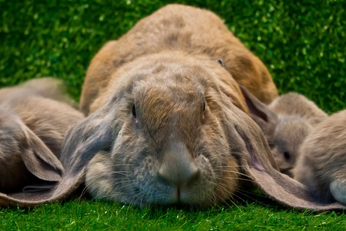 Cute 9 X Schattige Konijnenrassen Die Je Nú In Huis Wil Nemen