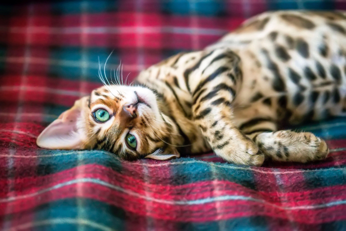 Leeuw (23/07 – 23/08): een Bengaalse kat