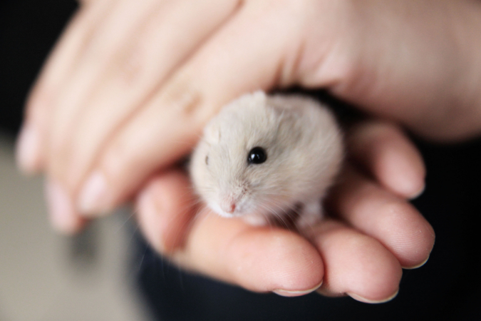 Stier (21/04 – 21/05): een hamster